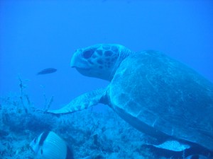 turtles cyprus diving sea around